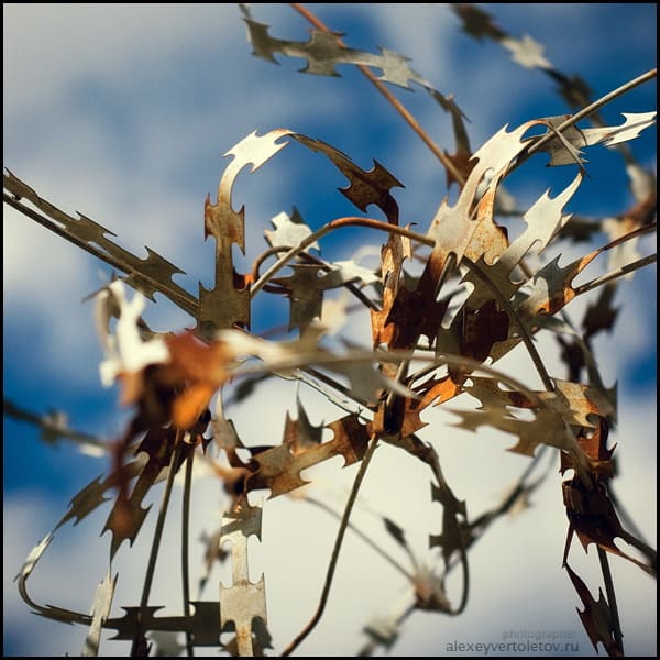 Авторские фото