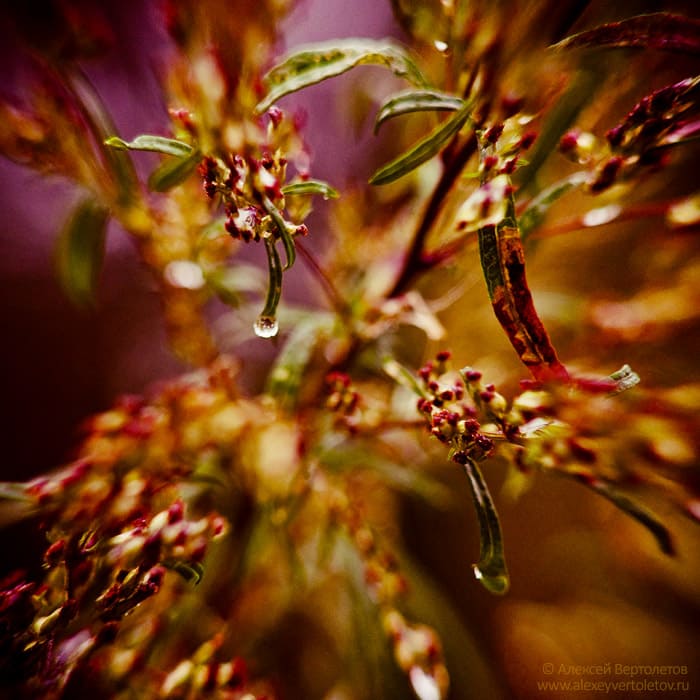 Авторские фото