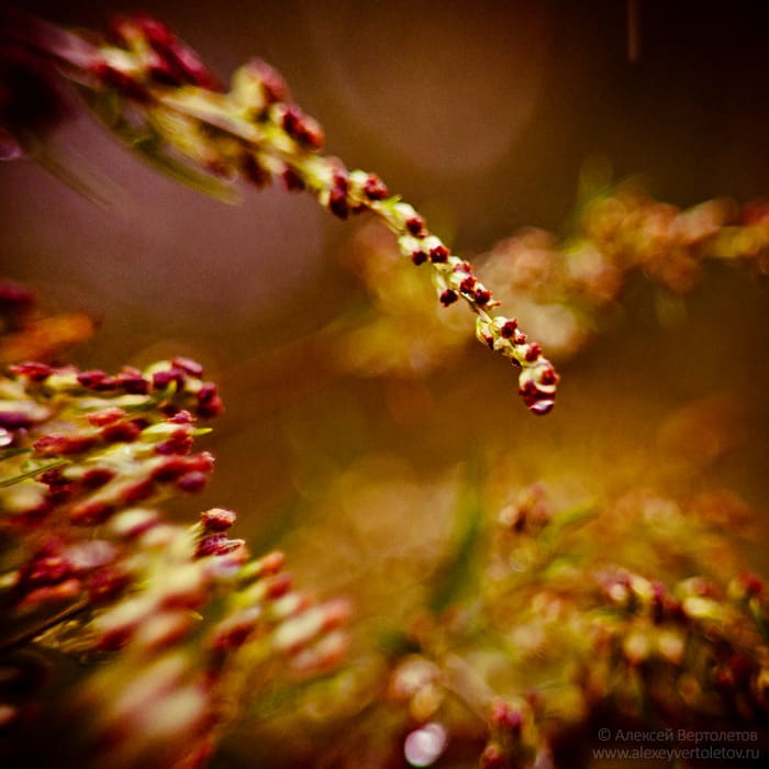 Авторские фото